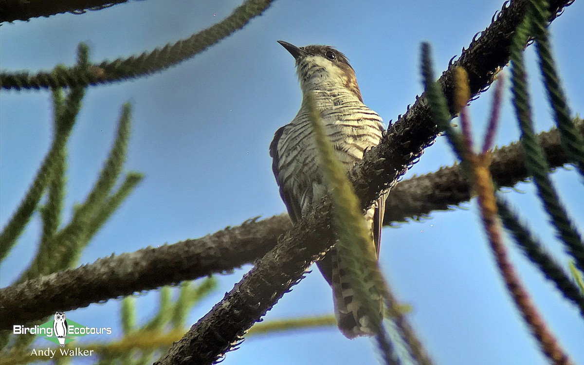 Shining Bronze-Cuckoo (New Caledonian) - Andy Walker - Birding Ecotours
