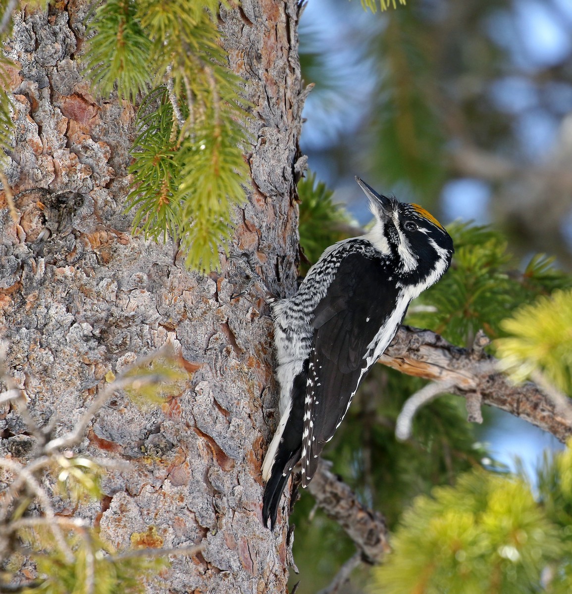 American Three-toed Woodpecker - Andrew Spencer