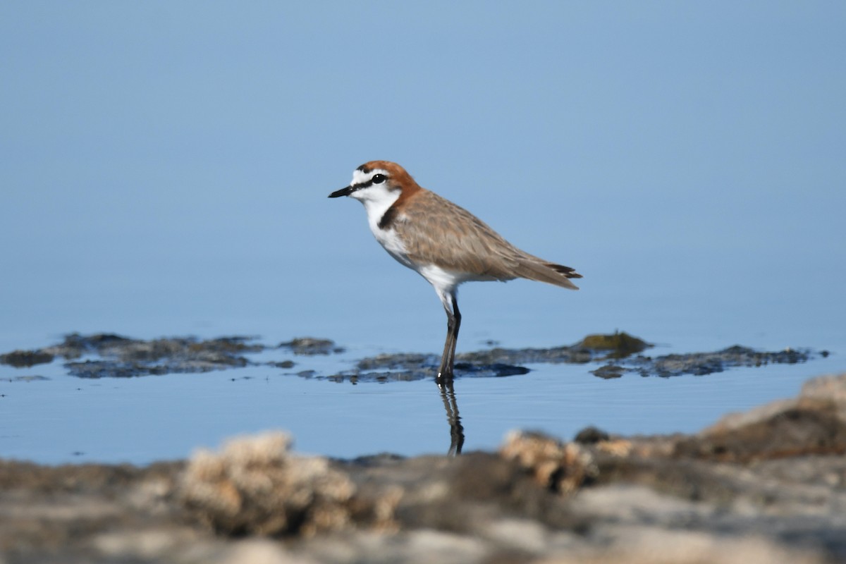 Red-capped Plover - ML311867221