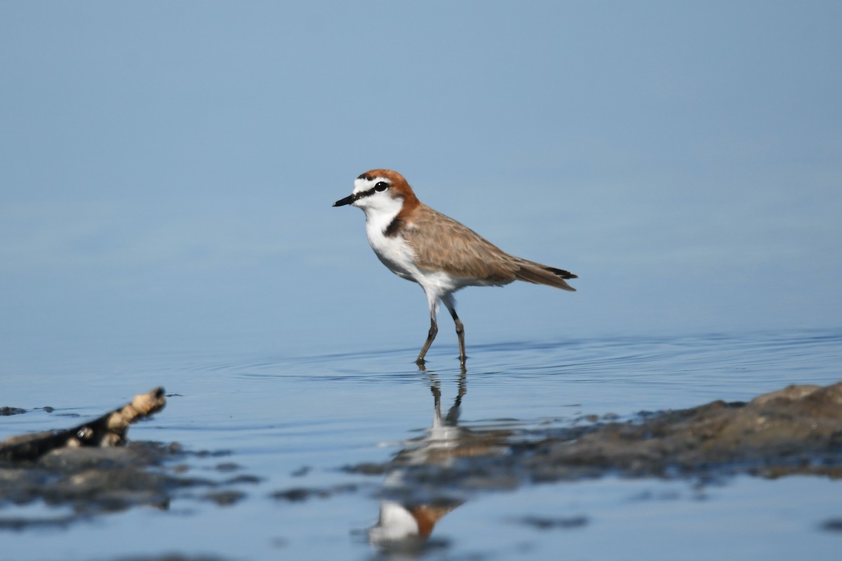 Red-capped Plover - ML311867231