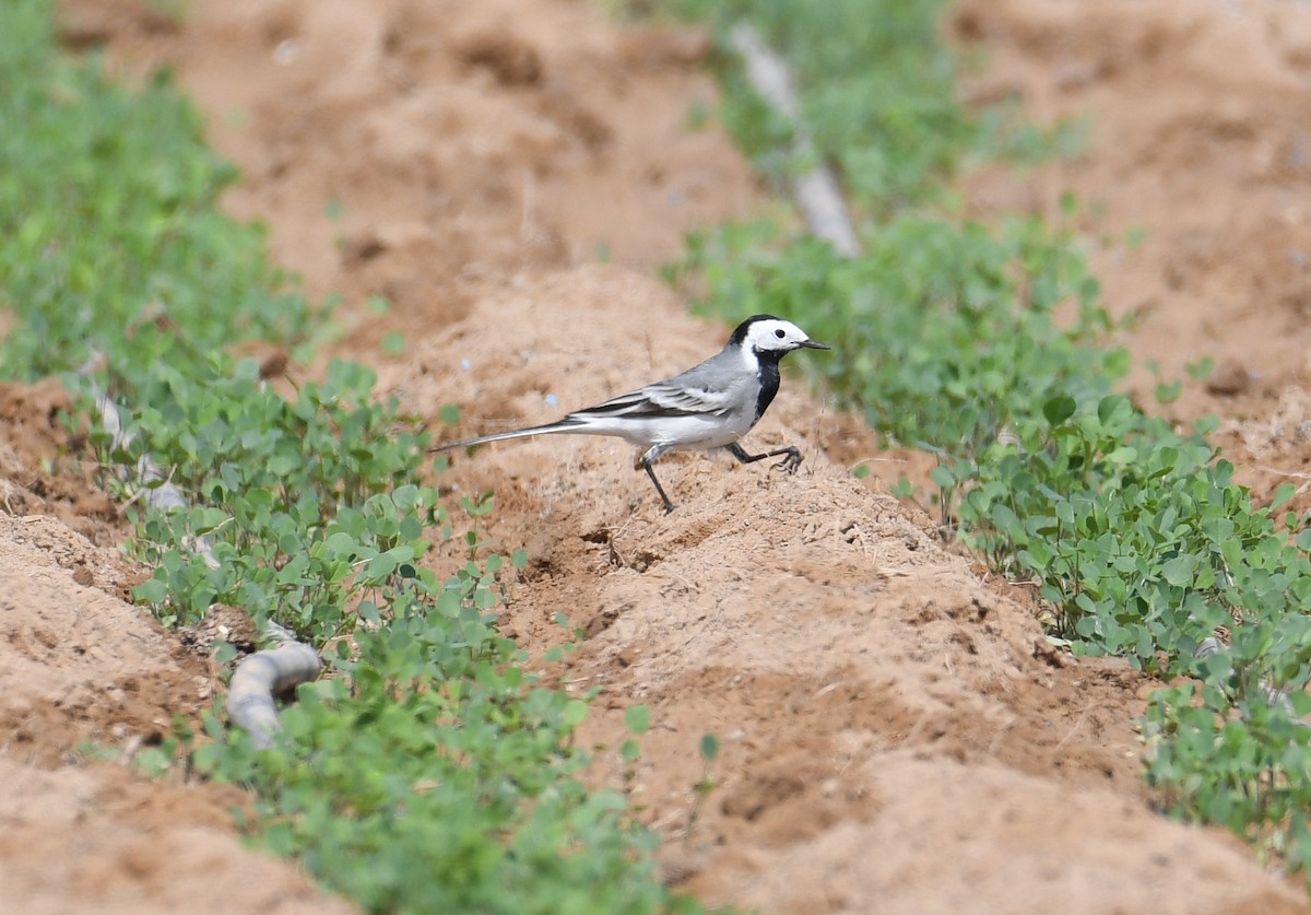 White Wagtail (White-faced) - ML311868191