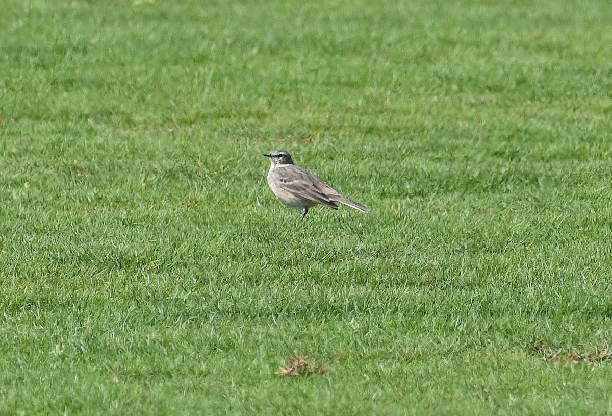 Water Pipit - ML311868221