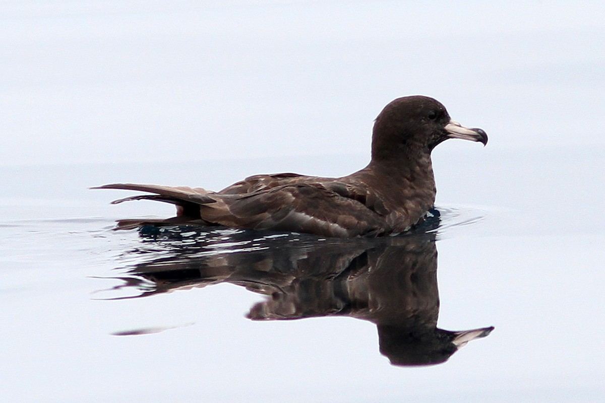 Flesh-footed Shearwater - ML311869761