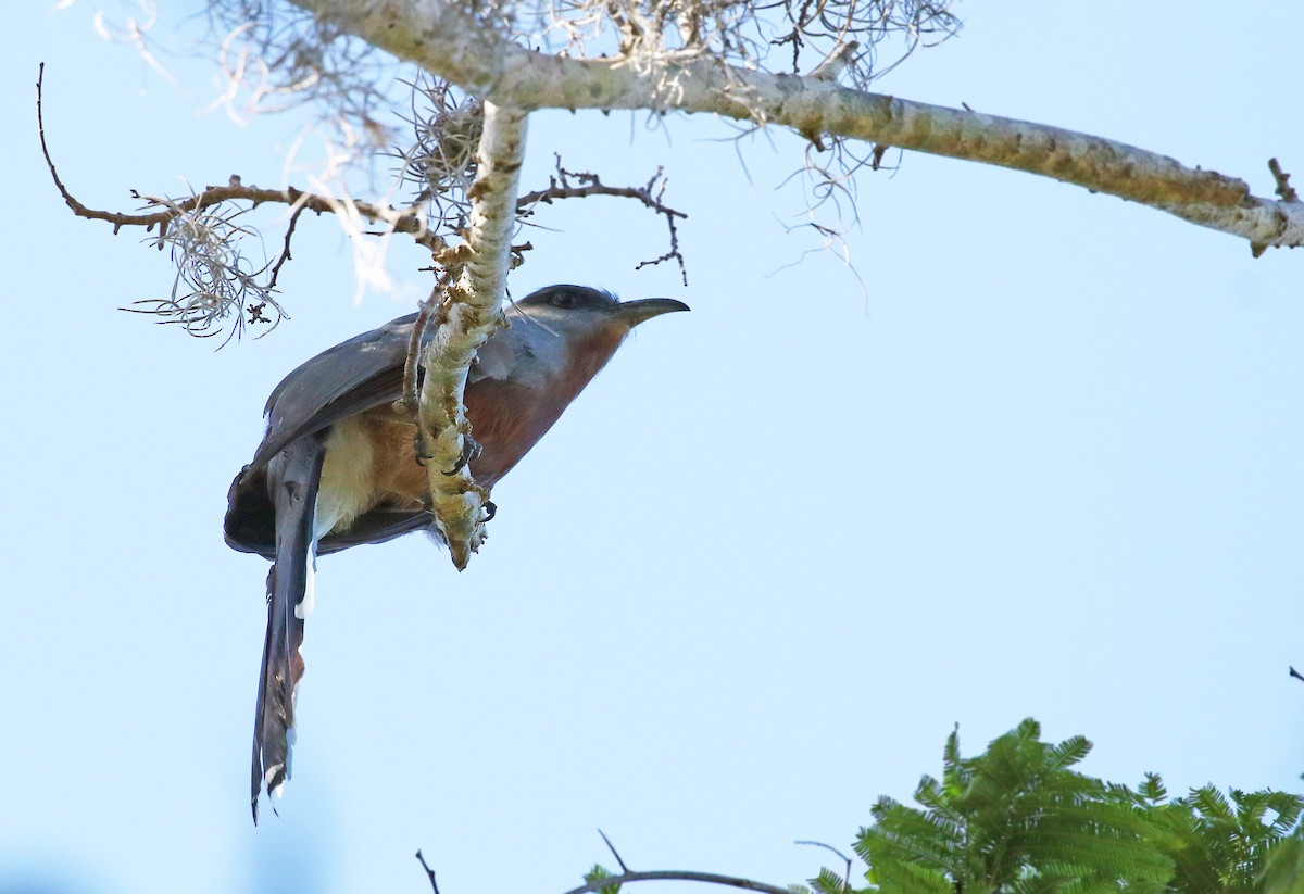 Bay-breasted Cuckoo - Andrew Spencer