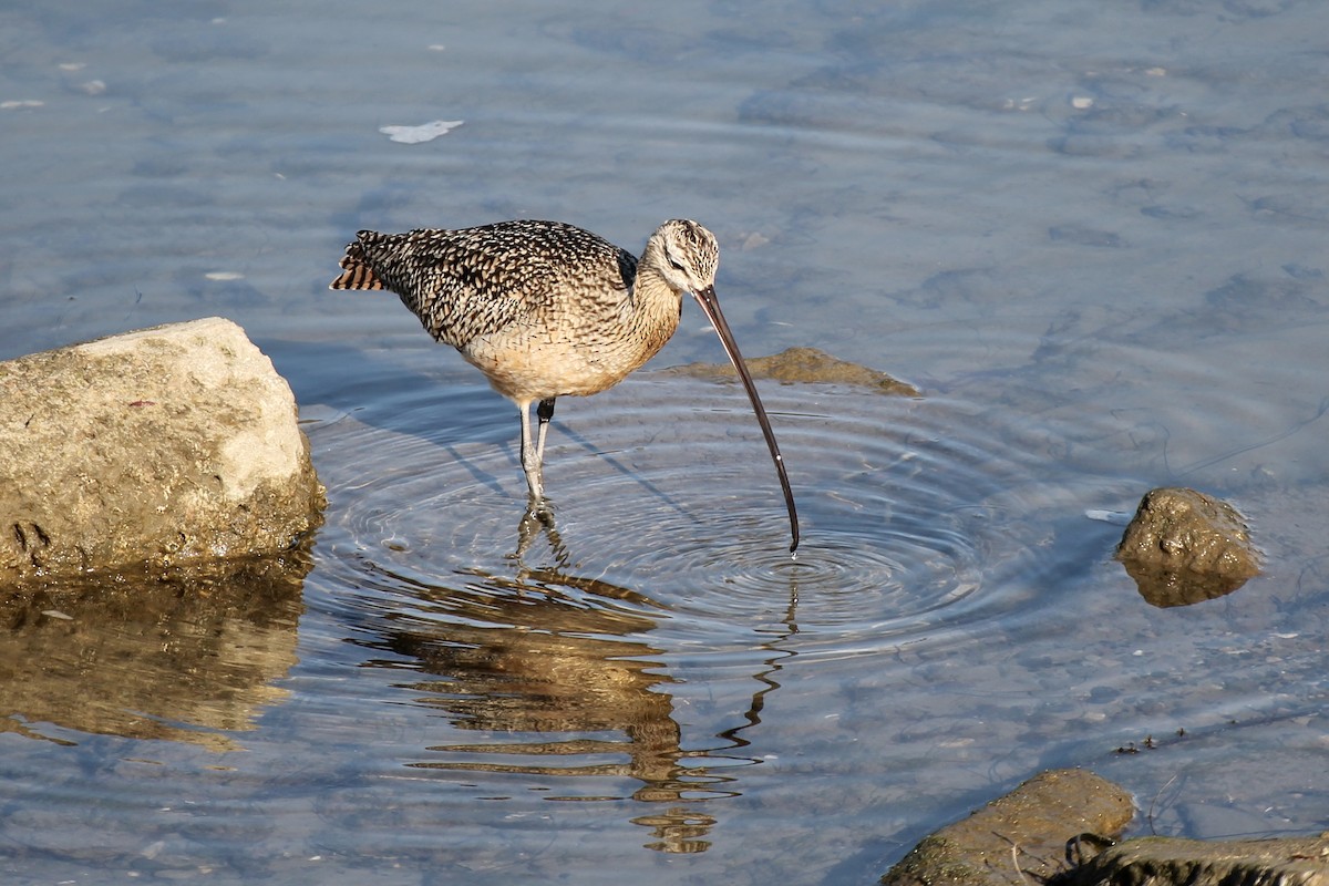 Long-billed Curlew - ML311872131