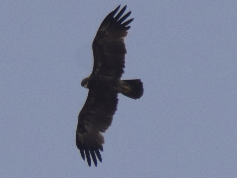 Indian Spotted Eagle - ML311873171