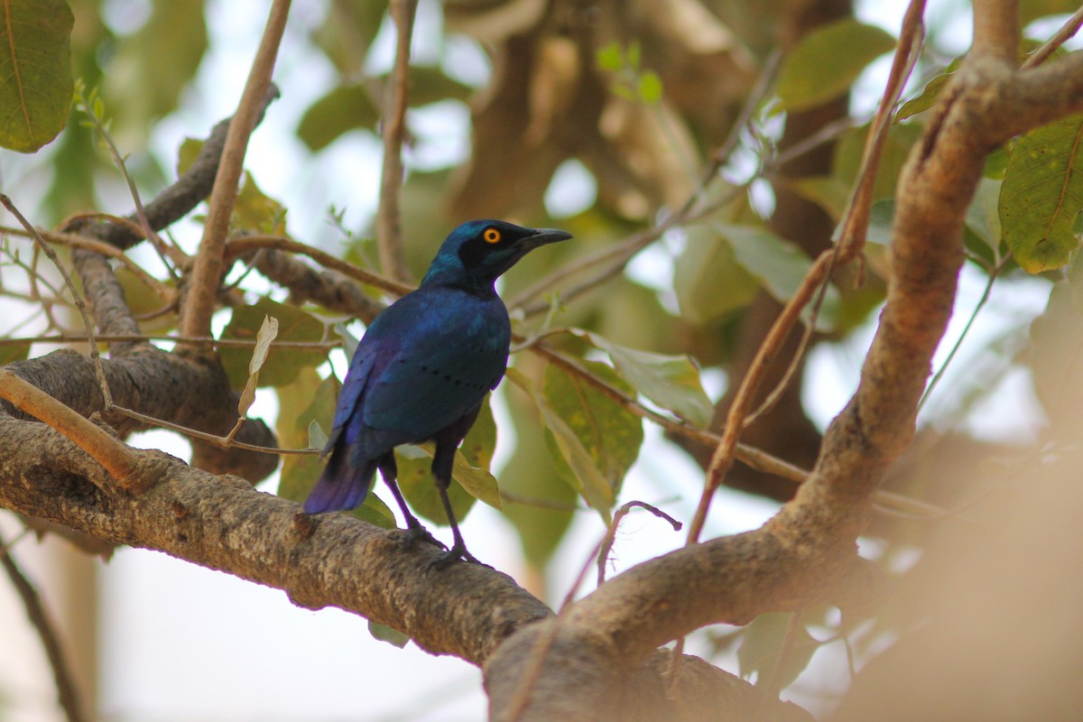 Bronze-tailed Starling - ML311874861