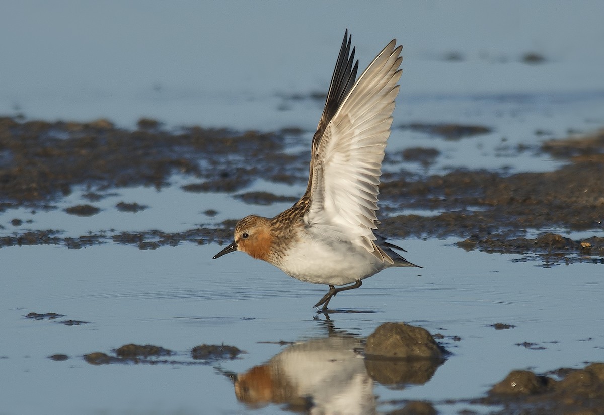 Red-necked Stint - Jerry Ting