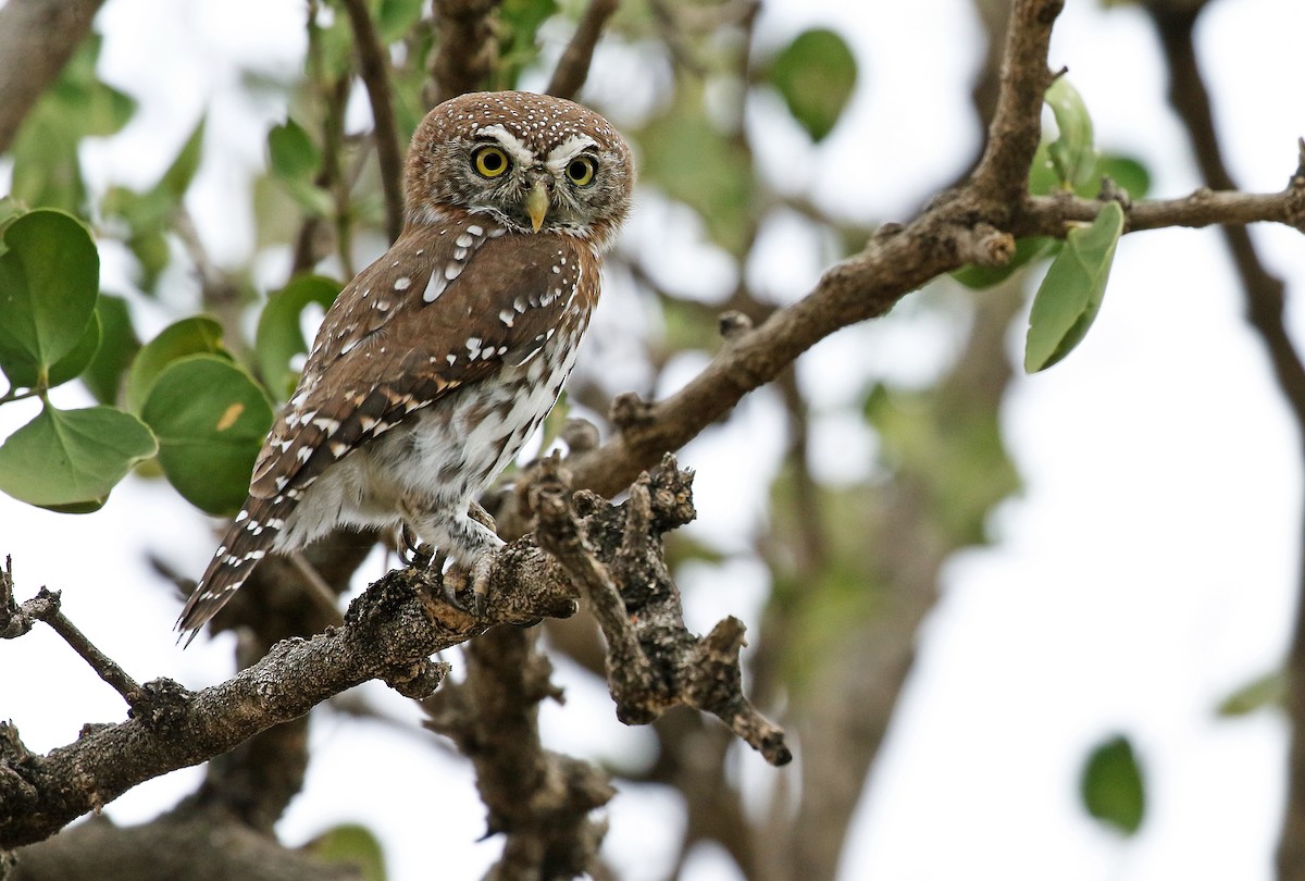 Pearl-spotted Owlet - Andrew Spencer