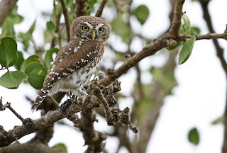  - Pearl-spotted Owlet