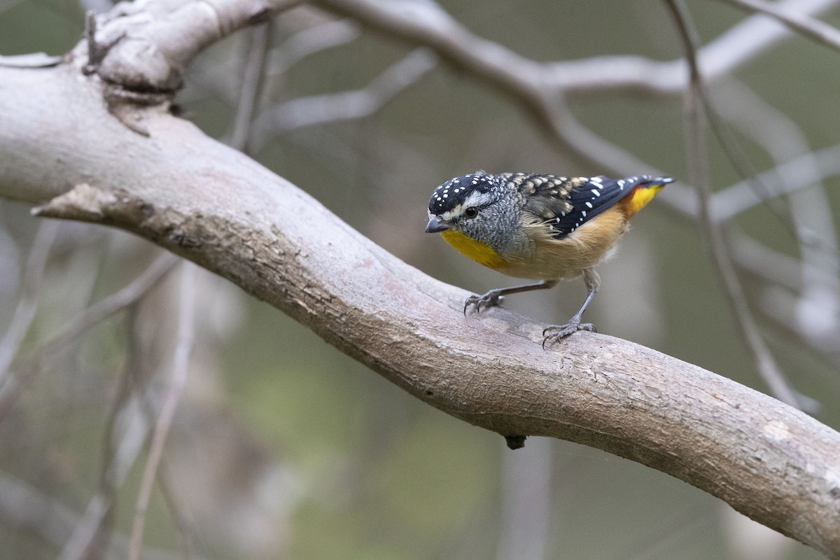 Spotted Pardalote - ML311885691