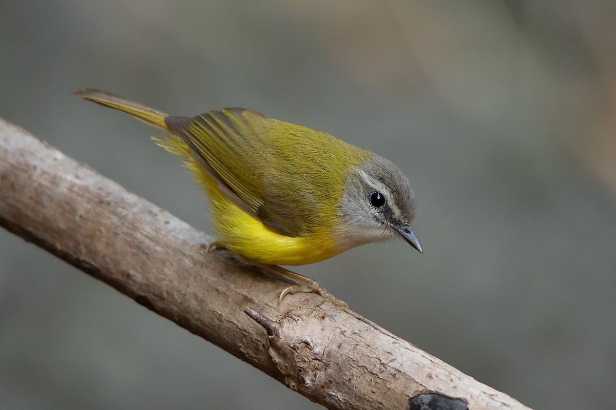 Yellow-bellied Warbler - ML311886351