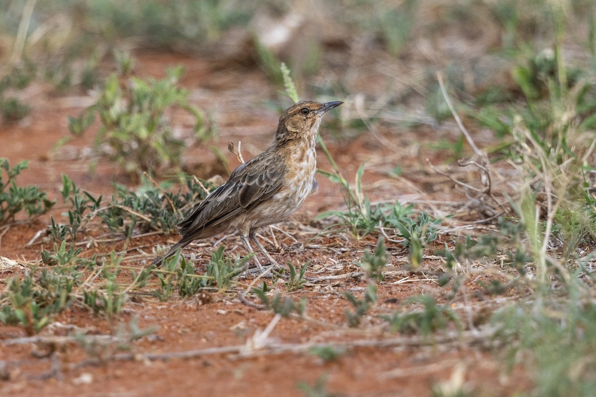 Pink-breasted Lark - ML311886971