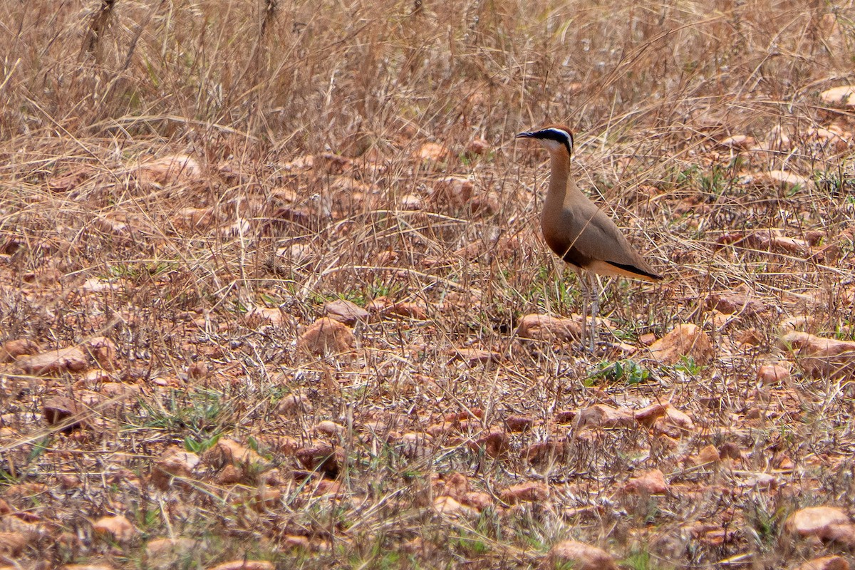 Indian Courser - ML311887891