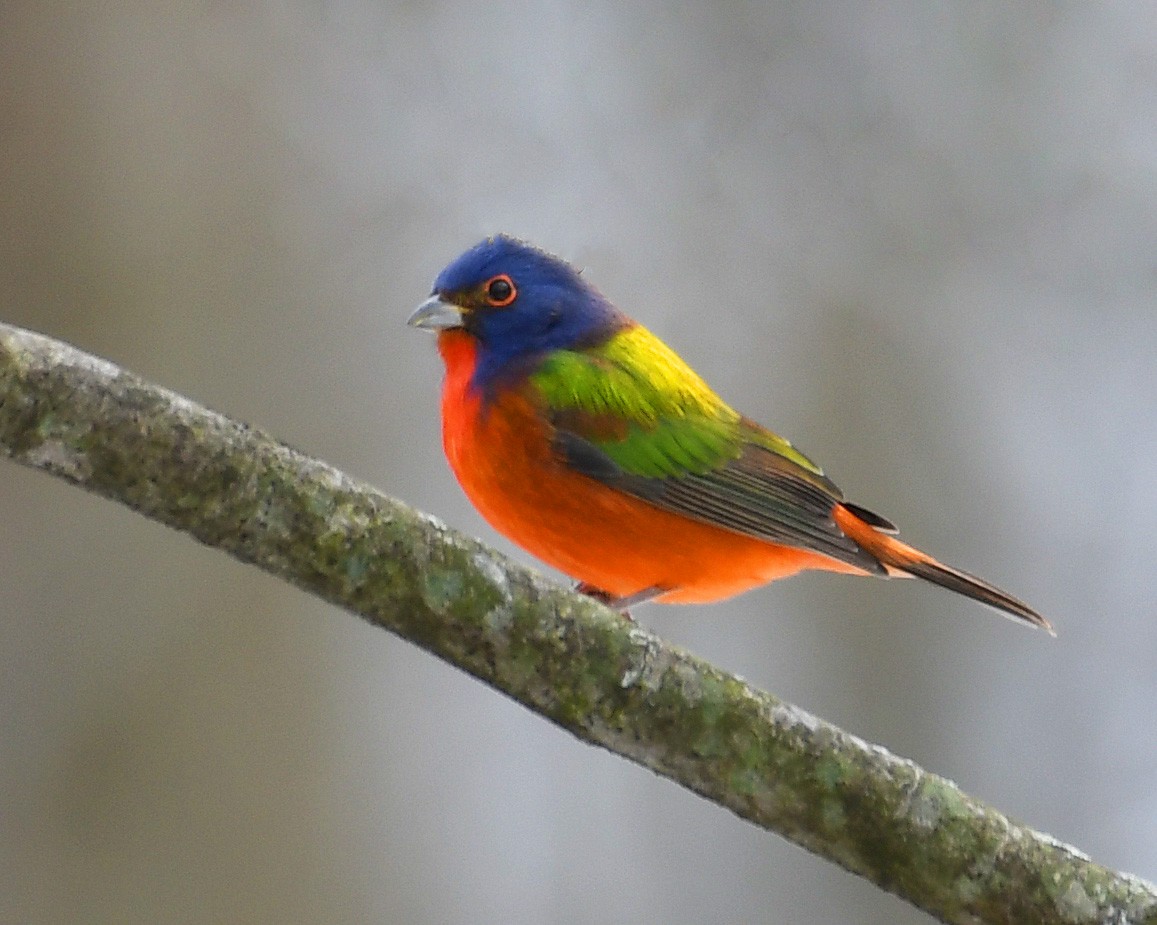 eBird Checklist 26 Feb 2021 stakeout Painted Bunting, 1526 Gotthard