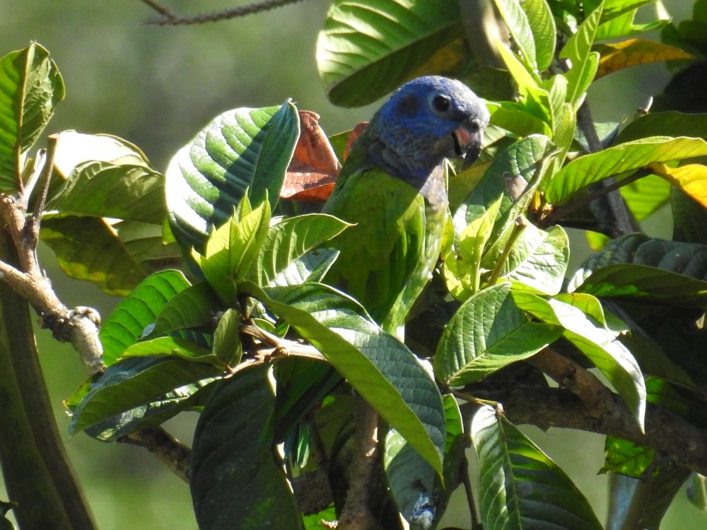 Blue-headed Parrot - ML311890611