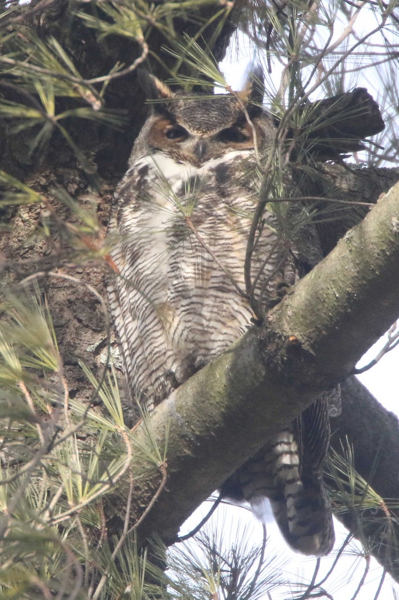 Great Horned Owl - ML311894121