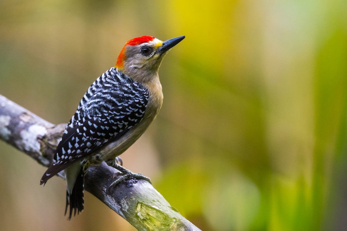 Red-crowned Woodpecker - John Cahill xikanel.com