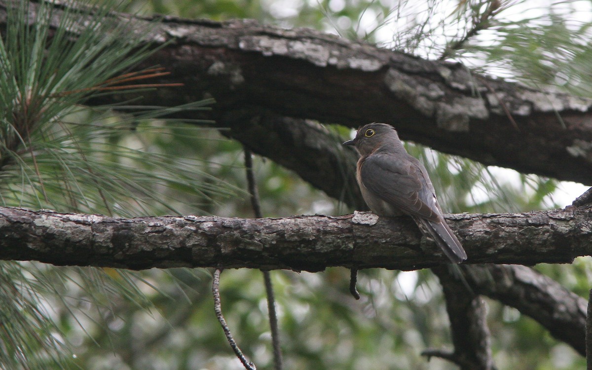 Fan-tailed Cuckoo - ML311895321
