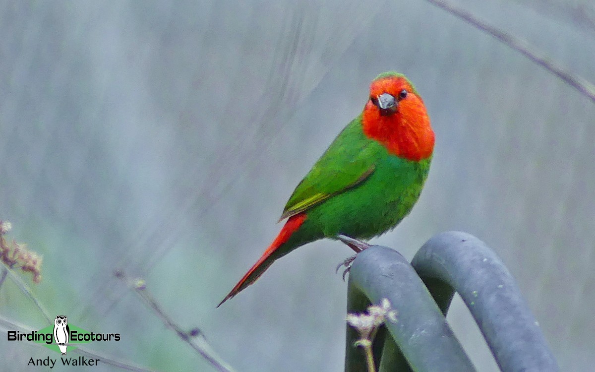 Red-throated Parrotfinch - Andy Walker - Birding Ecotours