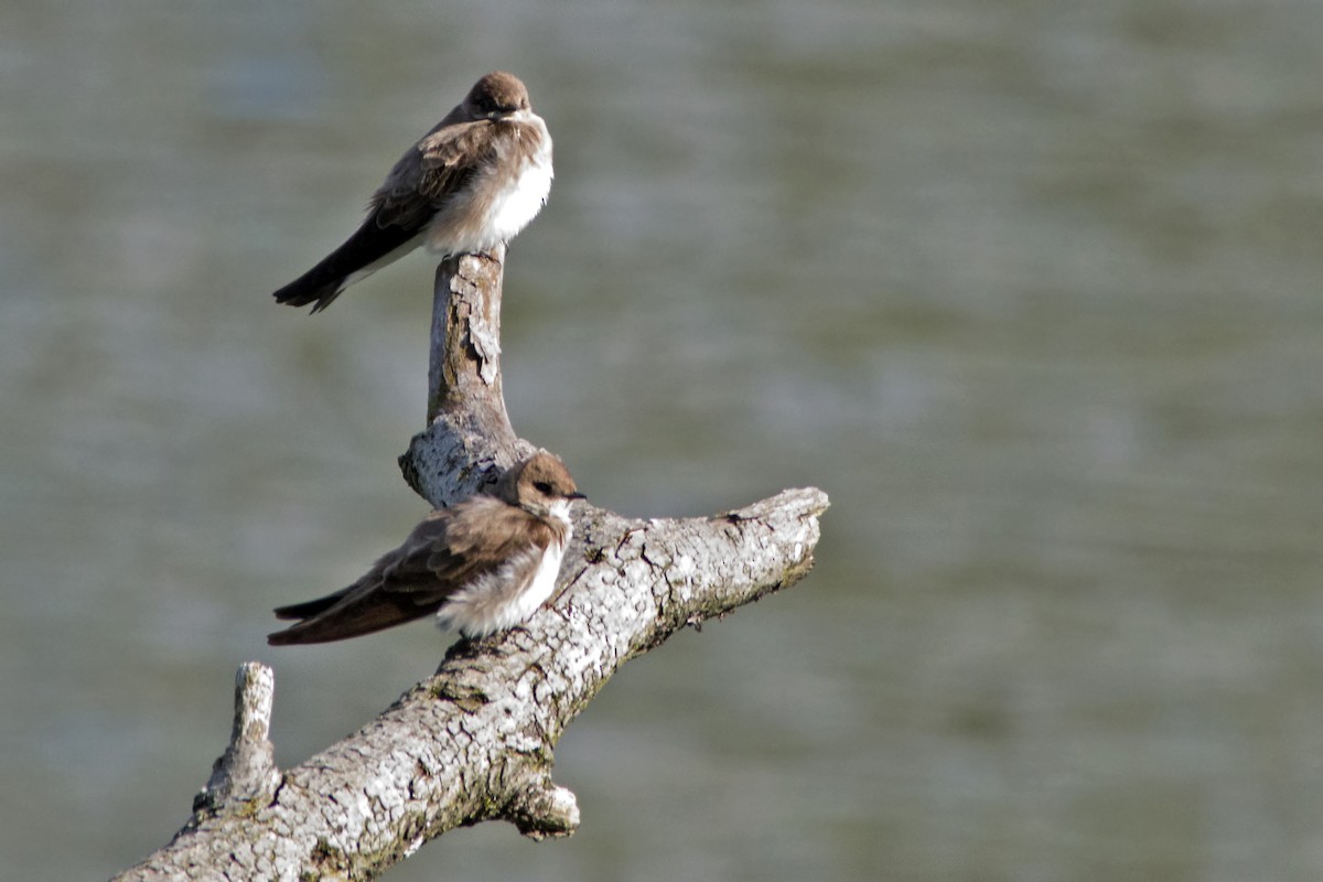 Northern Rough-winged Swallow - Rob Dickerson