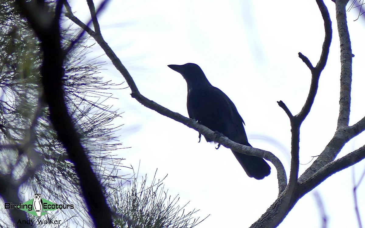 New Caledonian Crow - ML311901061