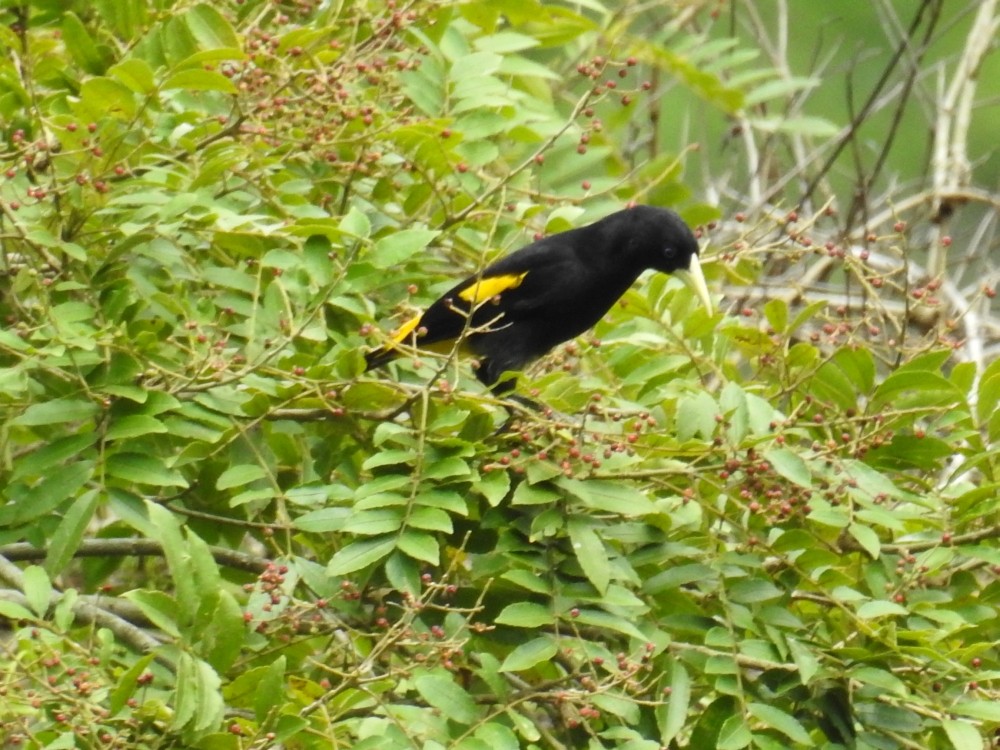 Yellow-rumped Cacique - ML311901471