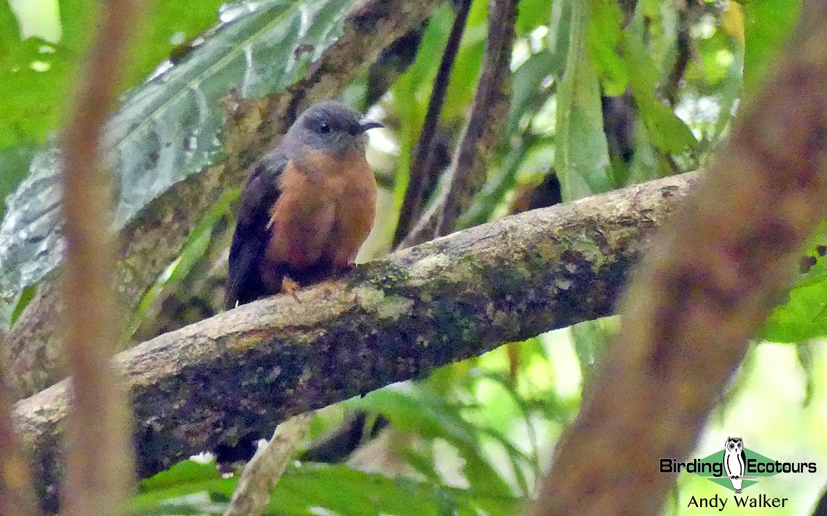 Fan-tailed Cuckoo - Andy Walker - Birding Ecotours