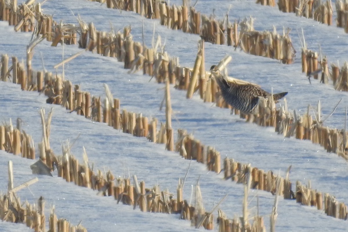 Greater Prairie-Chicken - ML311902781