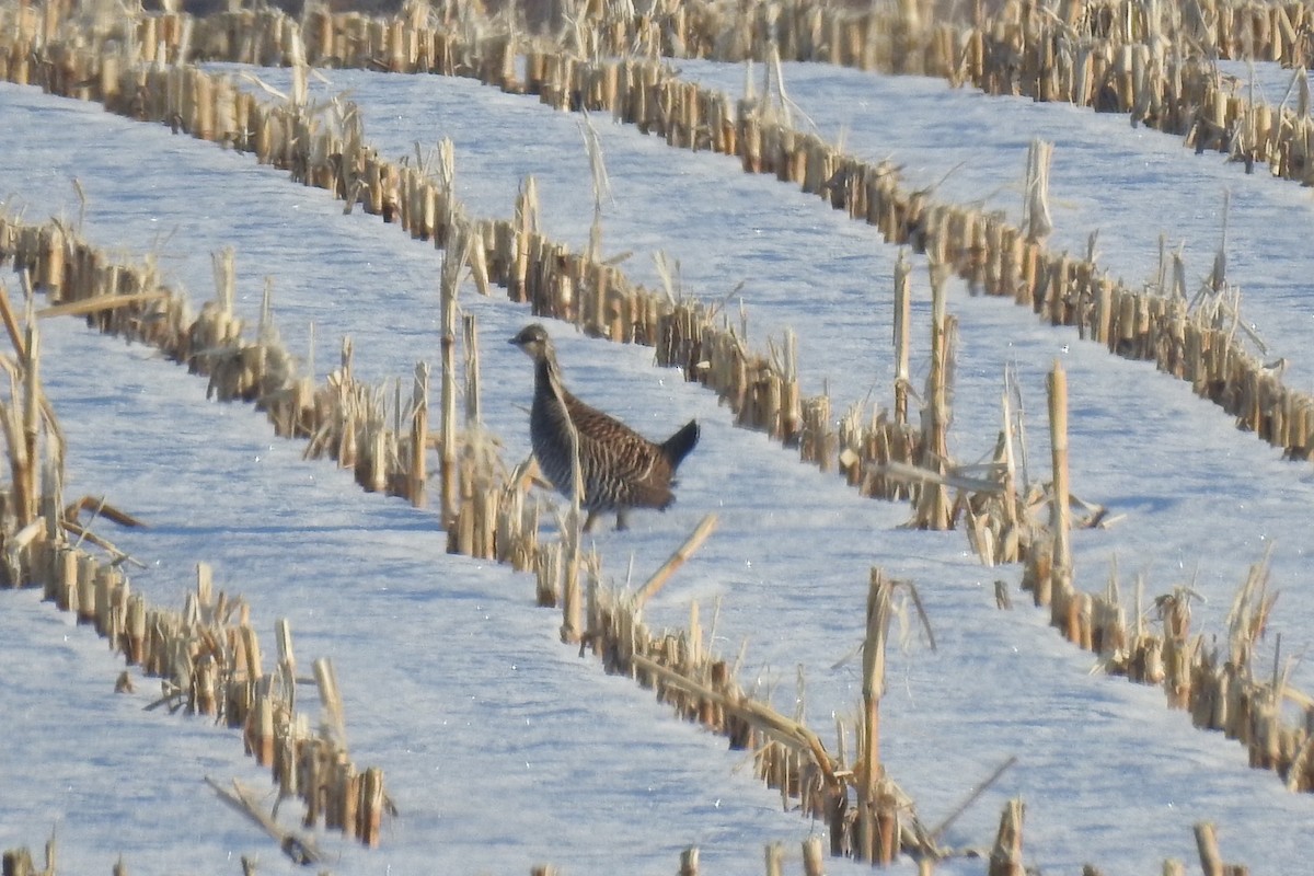 Greater Prairie-Chicken - ML311902801