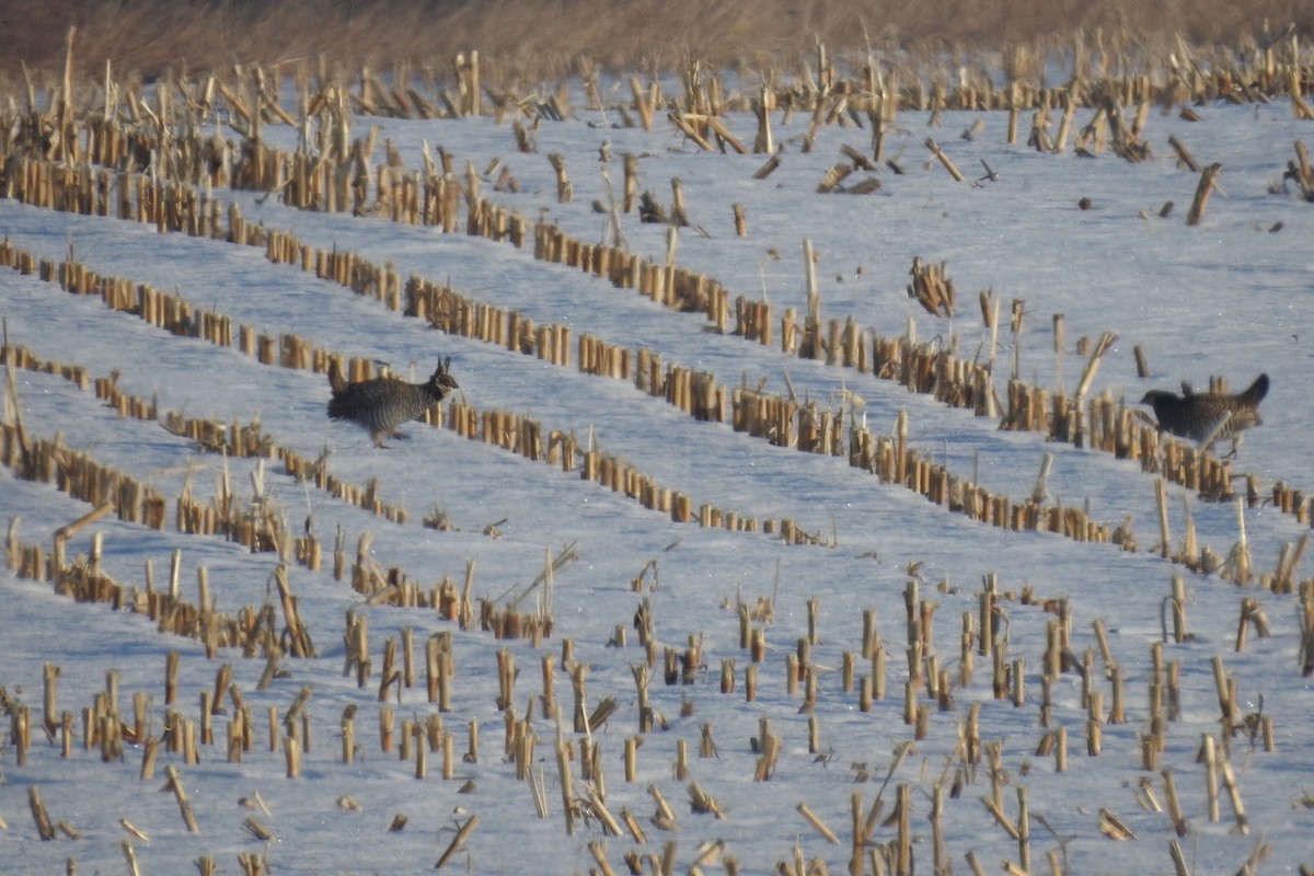 Greater Prairie-Chicken - Dan Belter