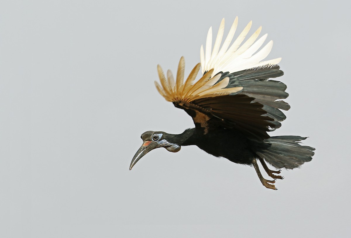 Abyssinian Ground-Hornbill - Andrew Spencer
