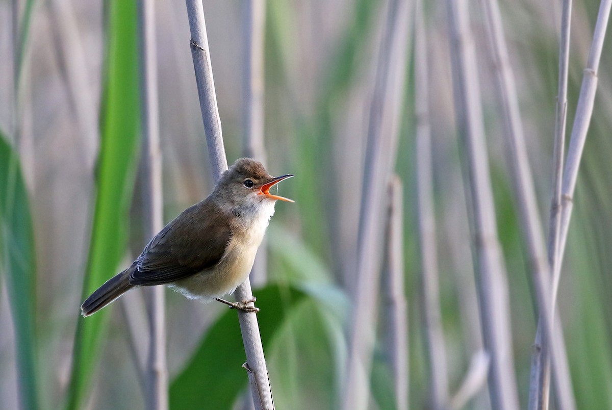 Common Reed Warbler (African) - Andrew Spencer