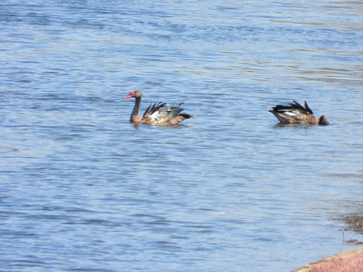 Spur-winged Goose - ML311905941