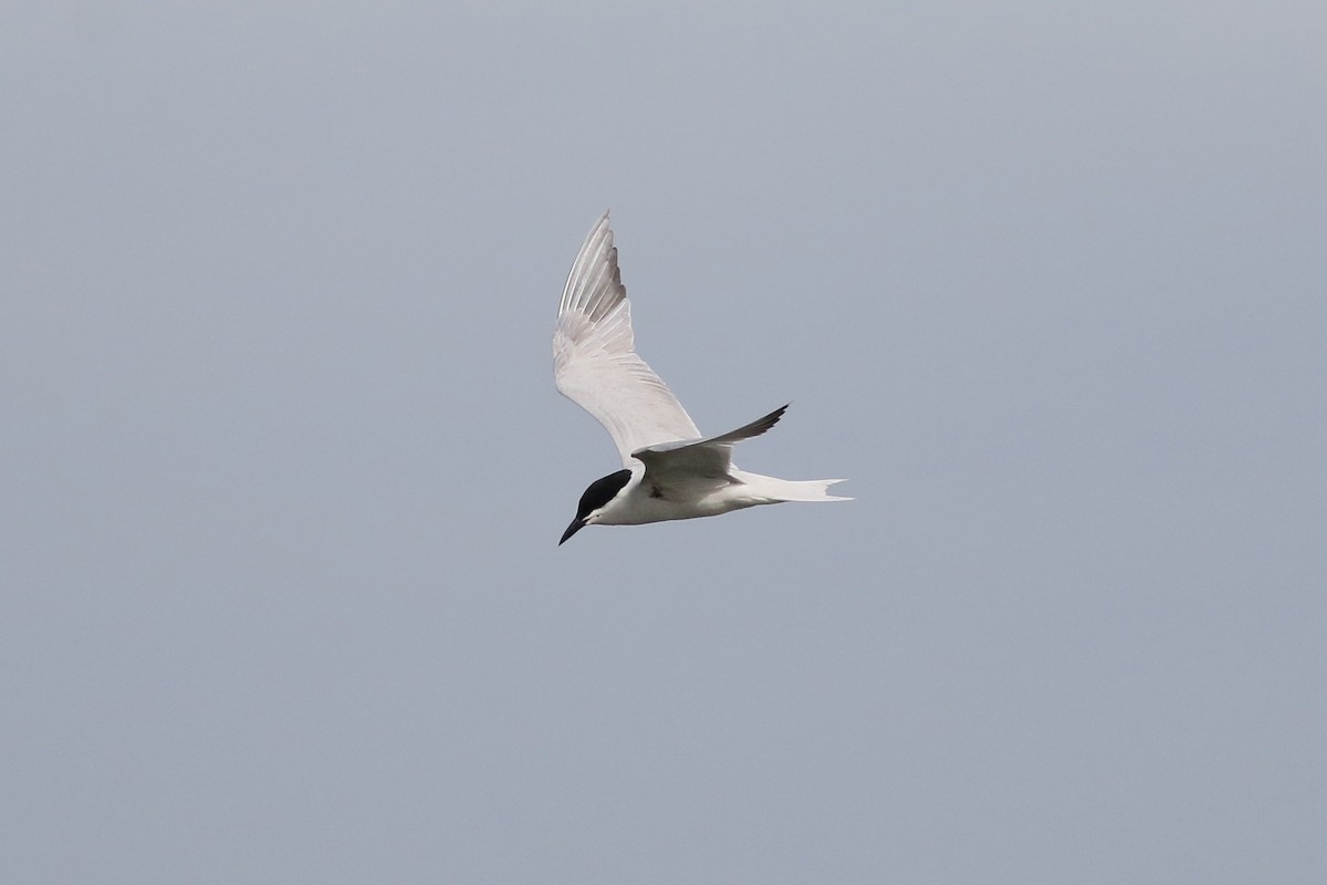 Gull-billed Tern - ML311906231