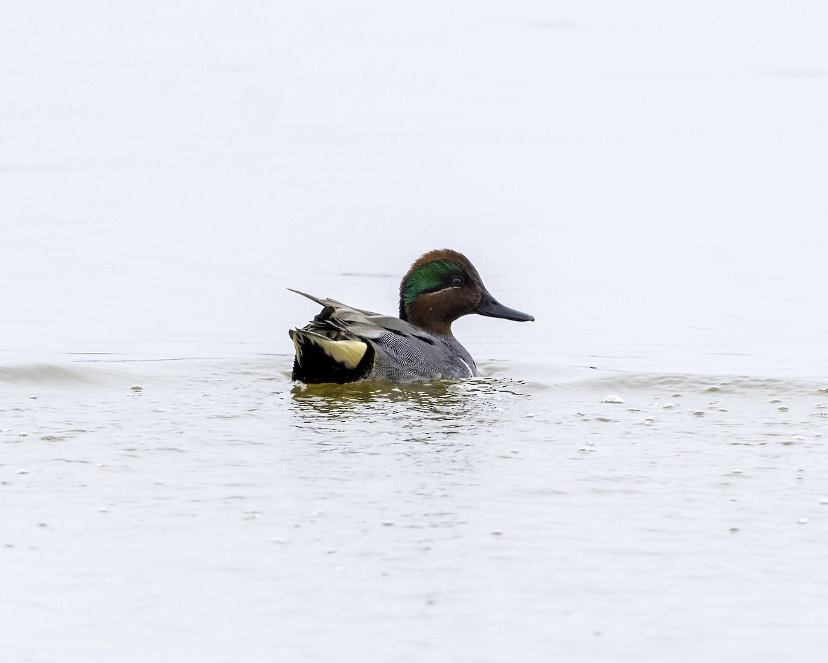 Green-winged Teal - ML311908281