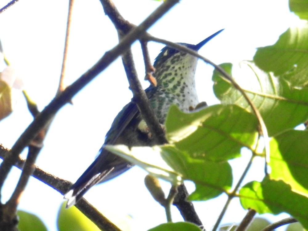 White-booted Racket-tail - ML311909391