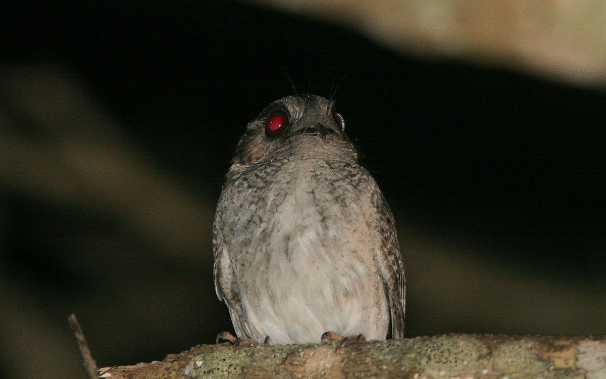 Australian Owlet-nightjar - Uku Paal