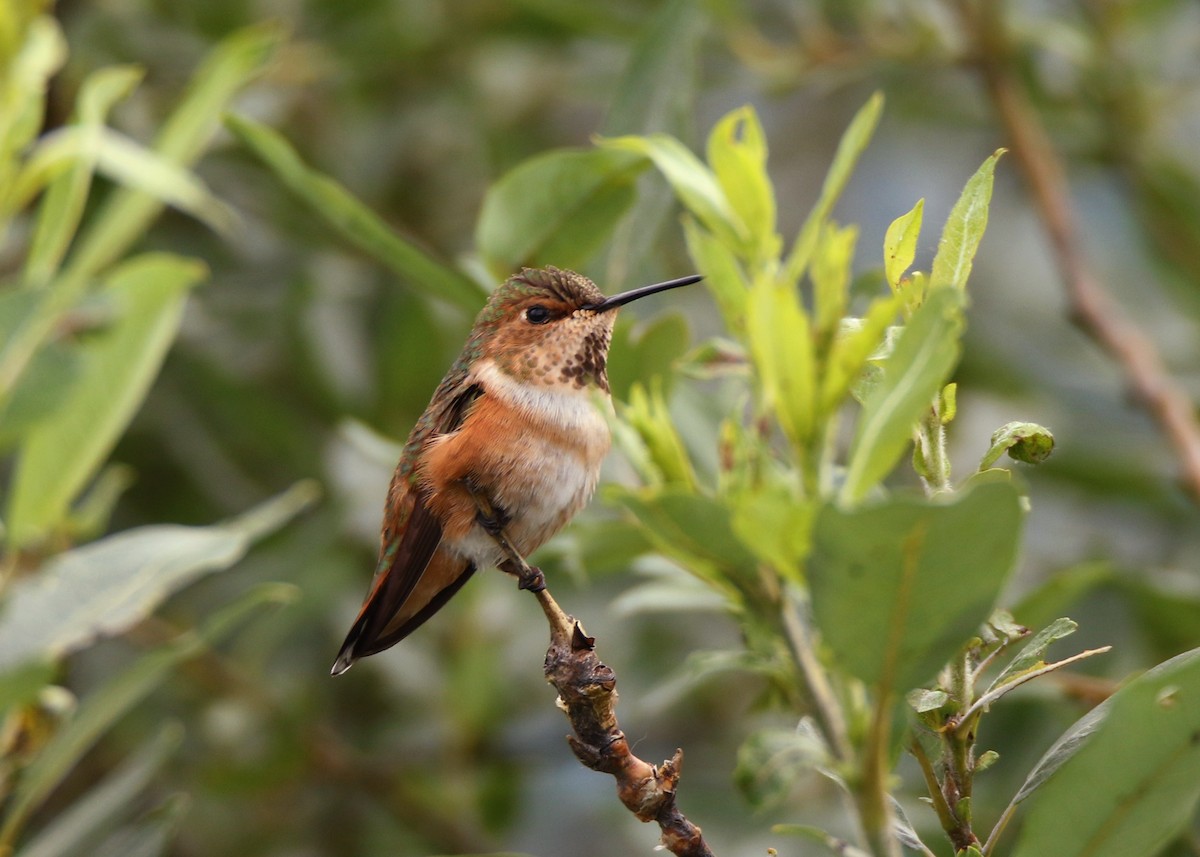 Rufous Hummingbird - Derek Stoner