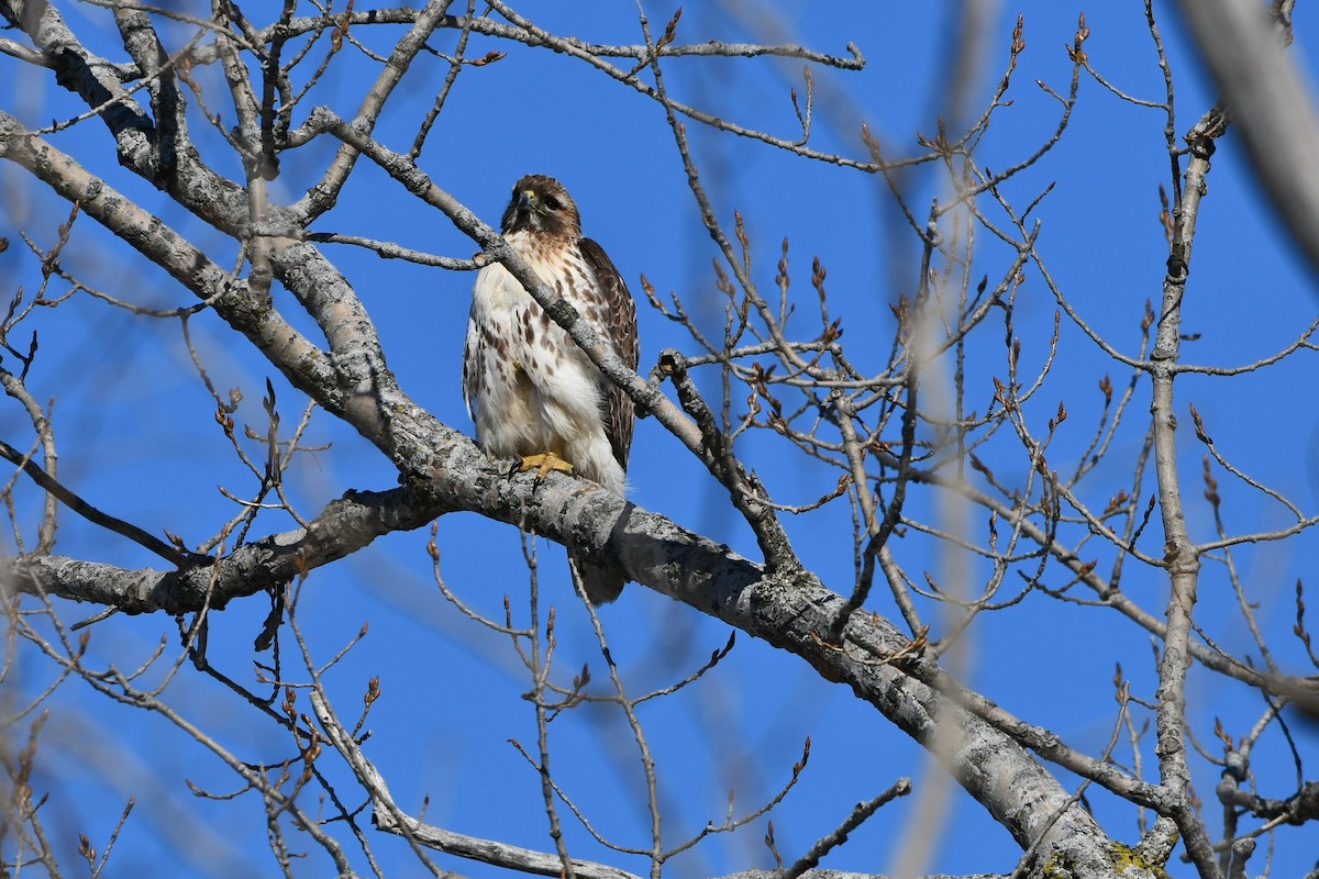 Red-tailed Hawk - ML311915301