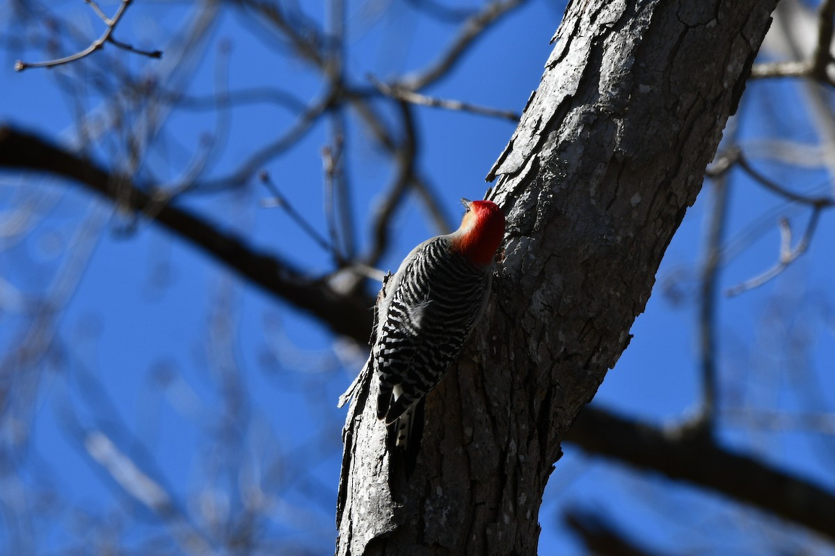 Red-bellied Woodpecker - ML311915461