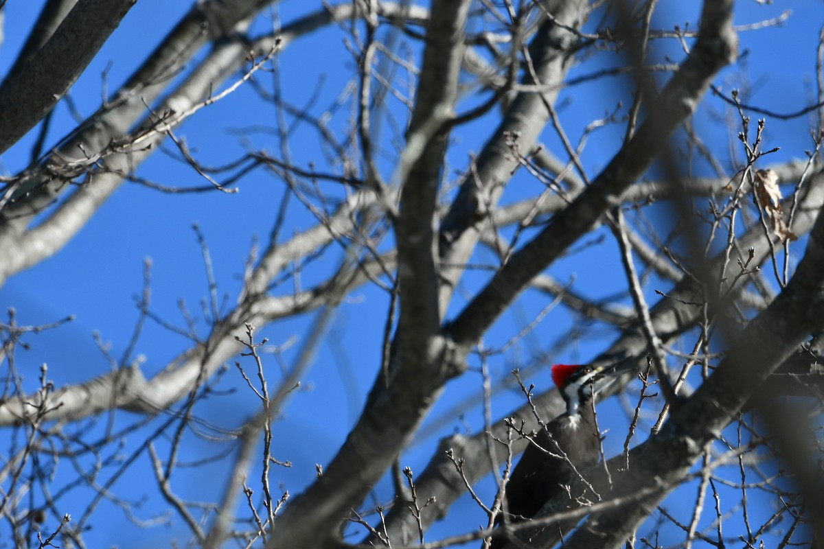 Pileated Woodpecker - lawrence connolly