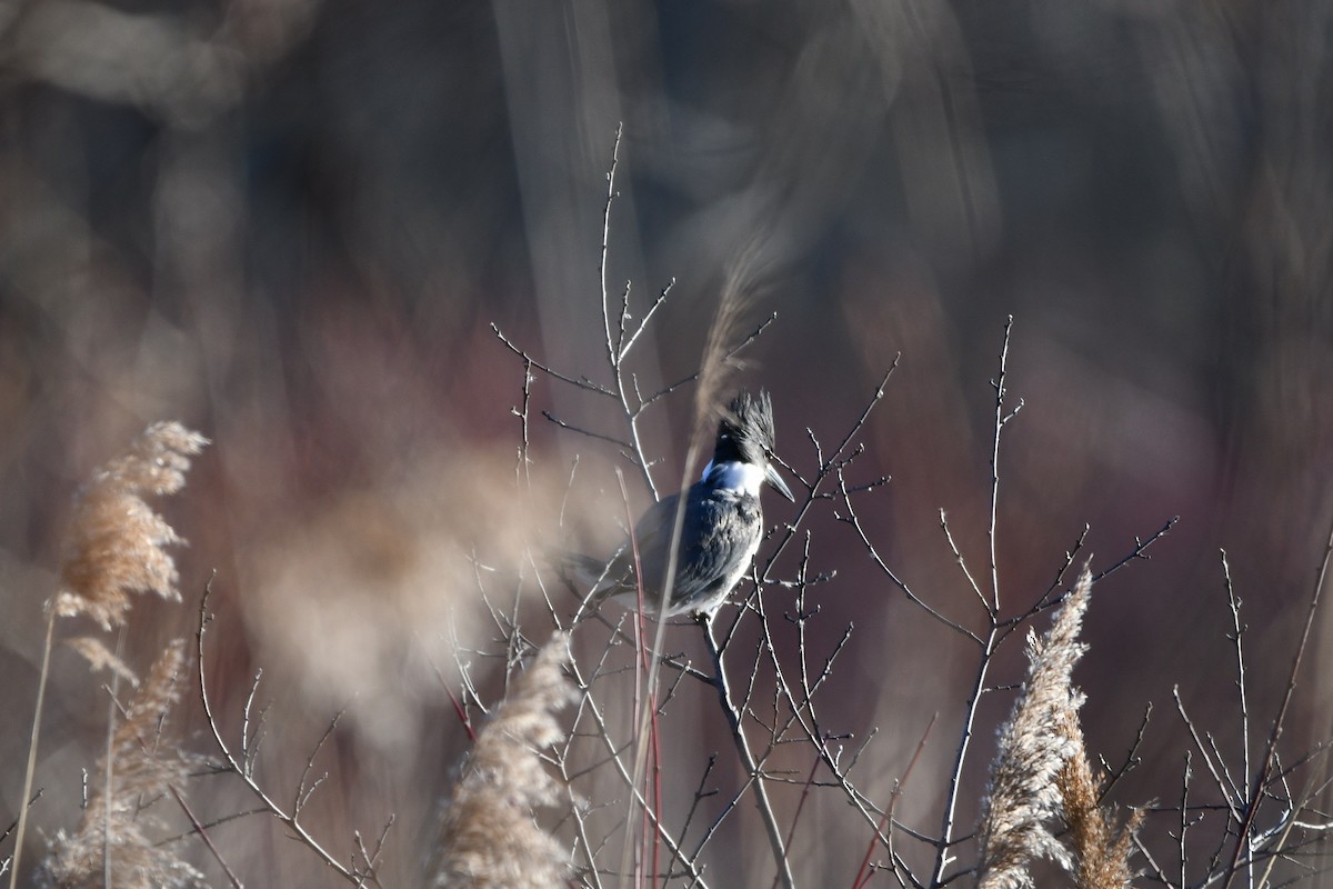 Belted Kingfisher - ML311919601
