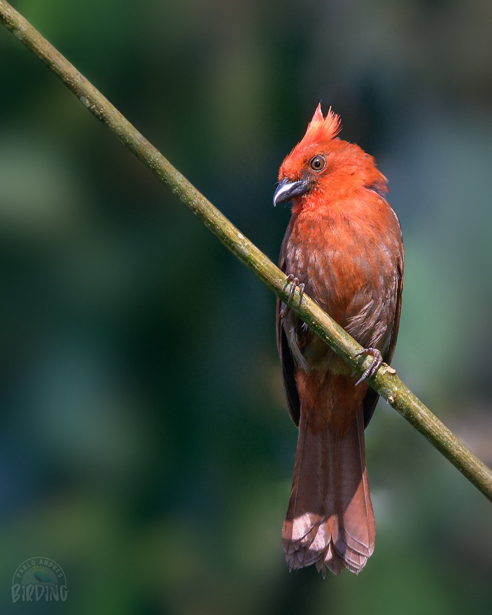 Crested Ant-Tanager - ML311925461