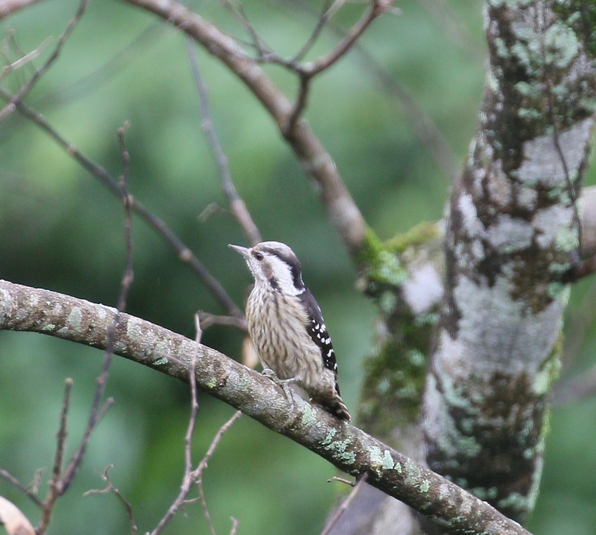 Gray-capped Pygmy Woodpecker - simon walkley