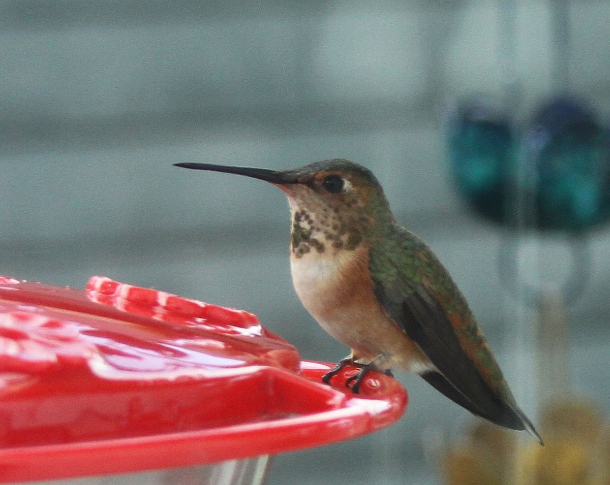 Rufous Hummingbird - ML311927281