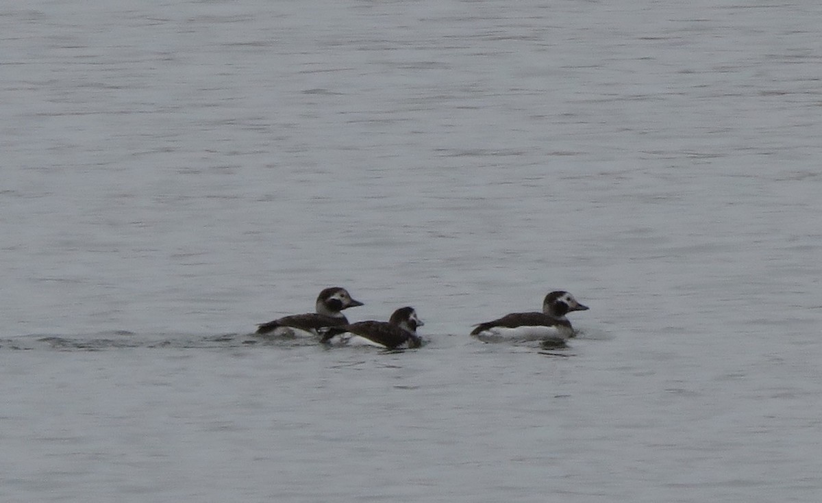 Long-tailed Duck - ML311929221