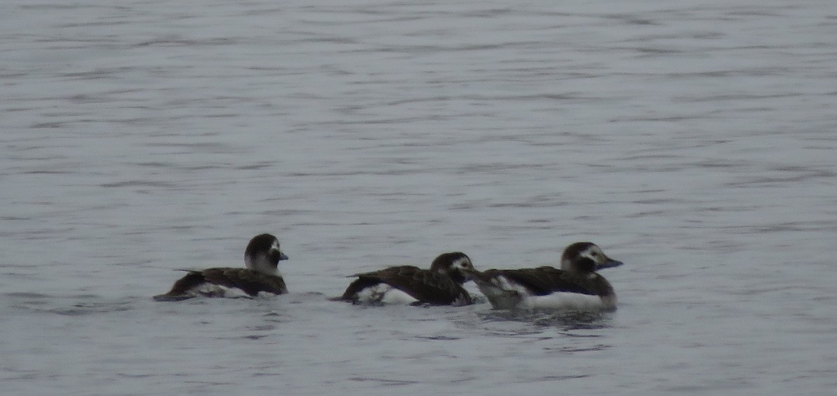 Long-tailed Duck - ML311929231