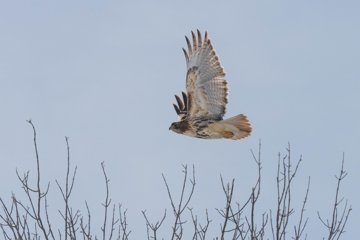 Red-tailed Hawk - ML311930821