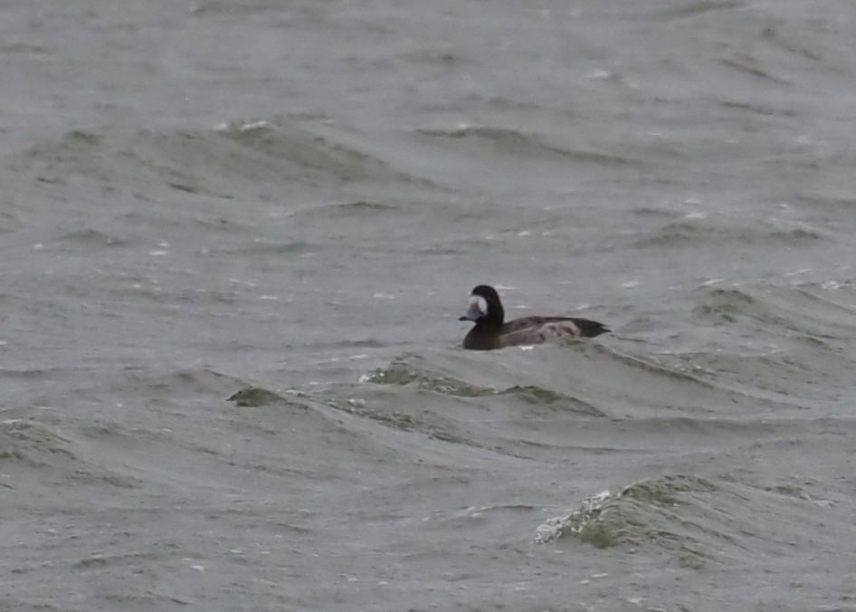 Greater Scaup - ML311933341